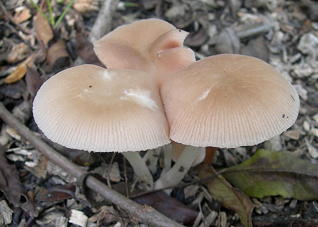 Pluteus  depauperatus     Romagnesi